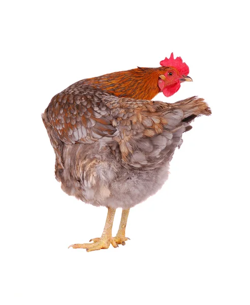 Hen isolated on white. — Stock Photo, Image