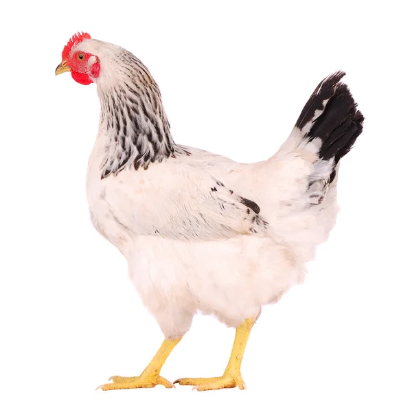 Gallina blanca sobre blanco . — Foto de Stock