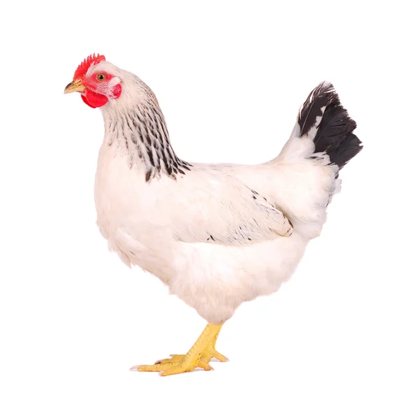 White hen on white. — Stock Photo, Image