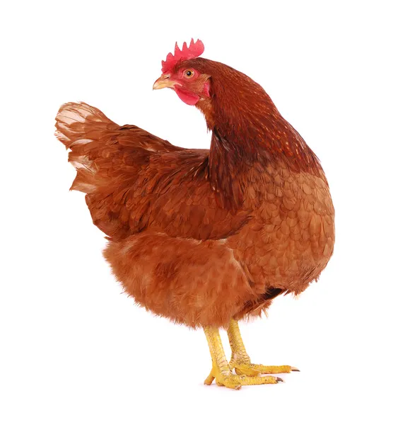 Hen isolated on white. — Stock Photo, Image