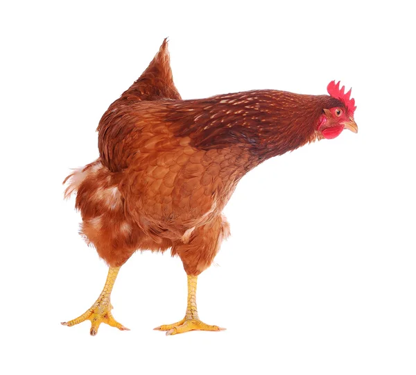 Gallina aislada en blanco . — Foto de Stock