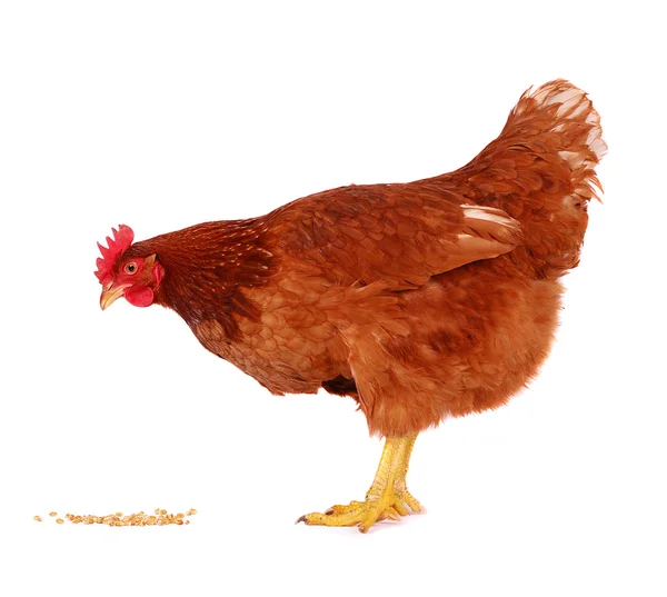 Hen isolated on white. — Stock Photo, Image