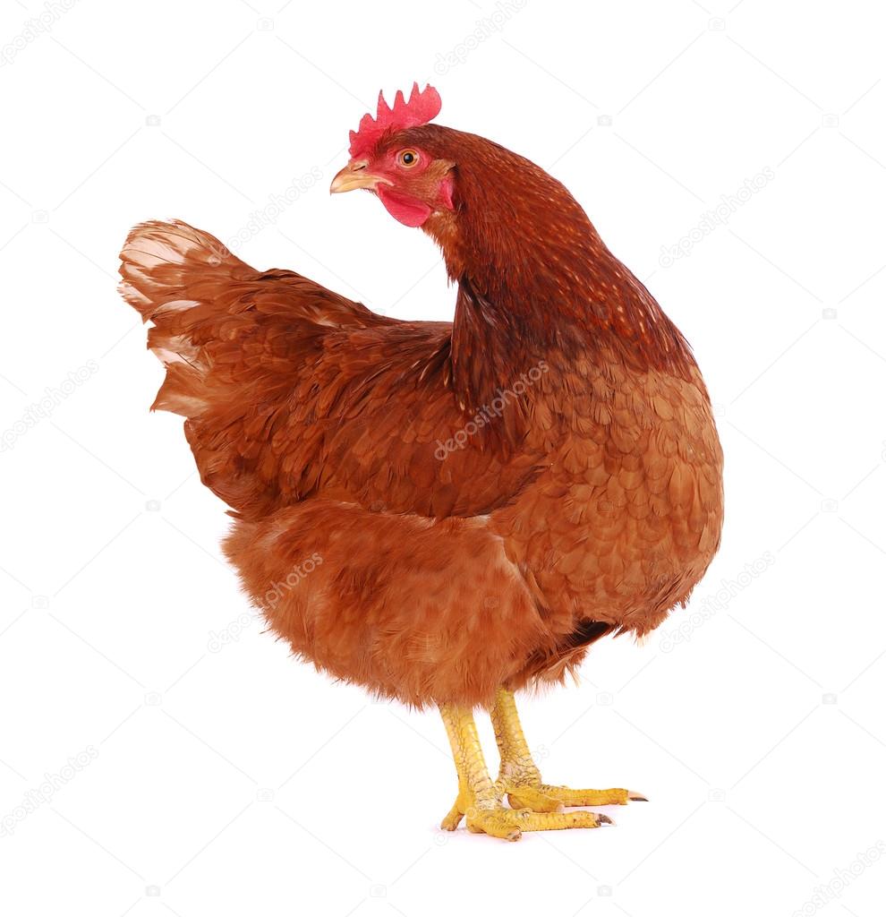 Hen isolated on white. — Stock Photo © sval7 #13827146