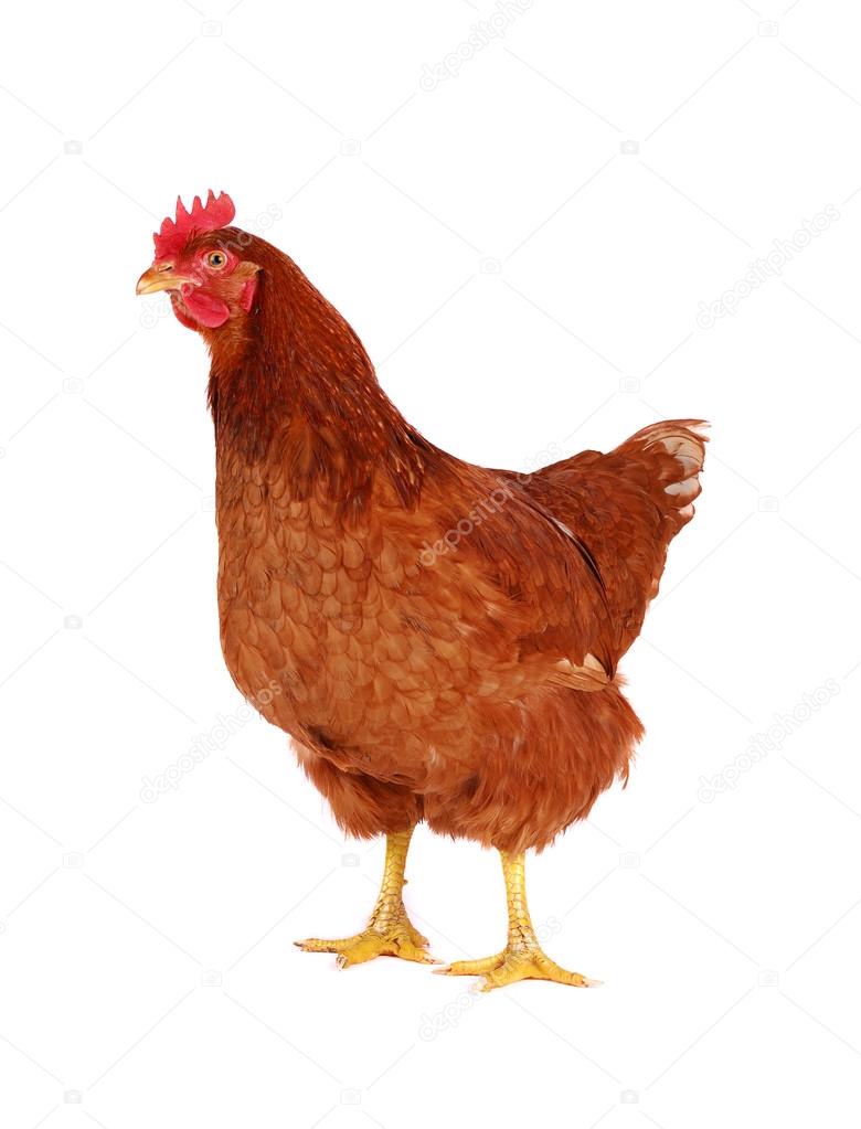 Hen isolated on white.