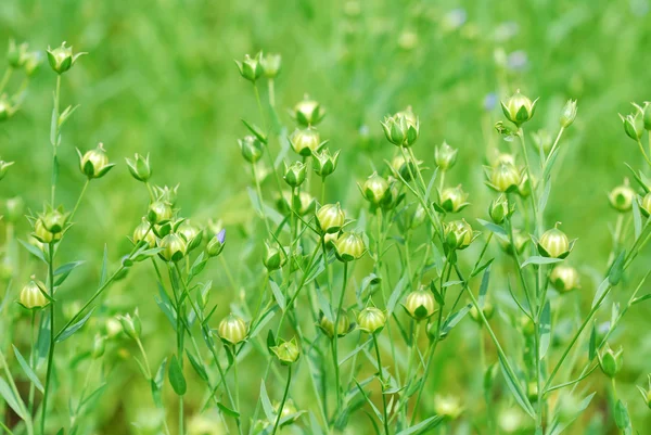 arka plan olarak keten alan