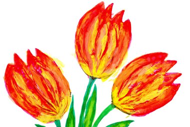 kırmızı lale. suluboya çizimi