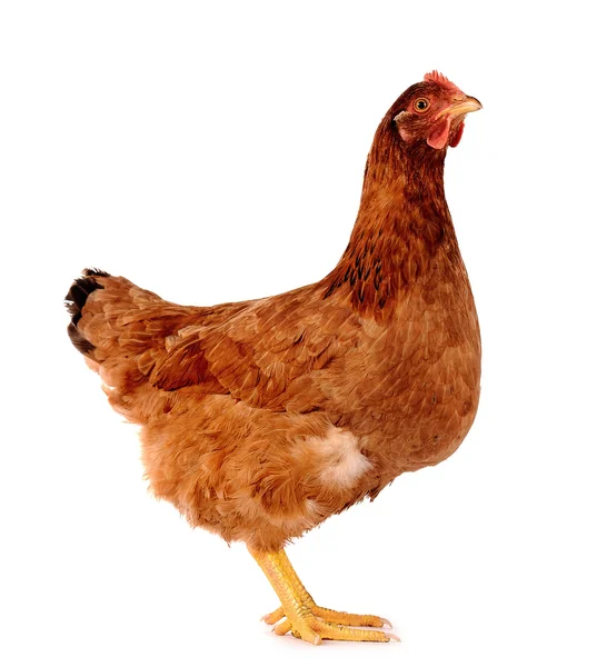 Hen isolated on white. — Stock Photo, Image