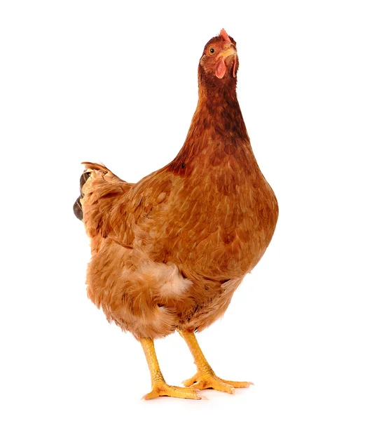 Gallina aislada en blanco . — Foto de Stock