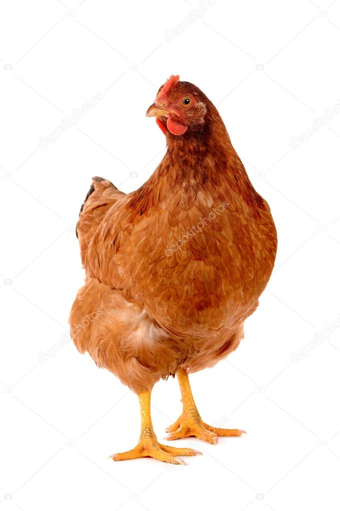 Brown hen isolated on white.