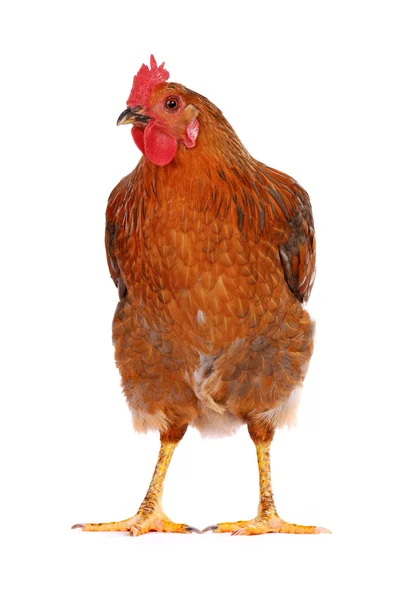 Gallina isolata su bianco . — Foto Stock