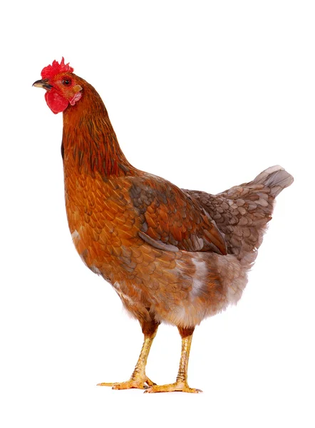 Hen isolated on white. — Stock Photo, Image