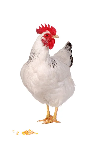 Курица изолирована на белом . — стоковое фото