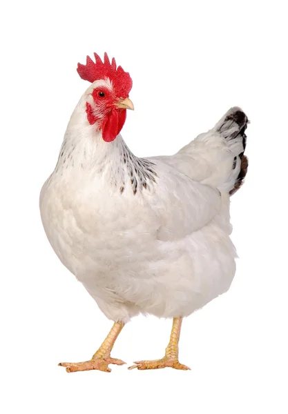 Frango isolado em branco .