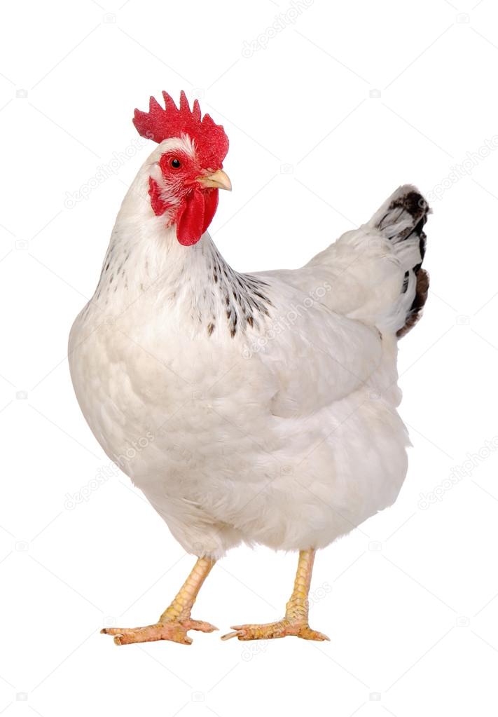 Chicken isolated on white.