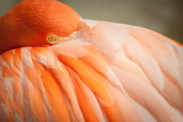Flamingo Ordförande Stockbild