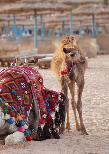 Kumsalda deve yolculuğu — Stok fotoğraf