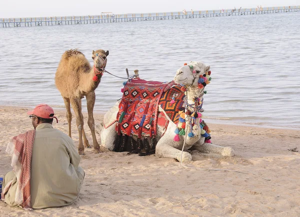 Paseo en camello por la playa — Foto de Stock