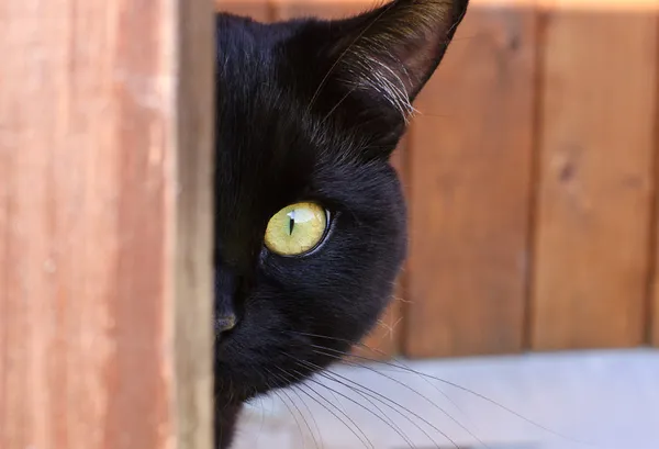 角の後ろから覗く猫 — ストック写真