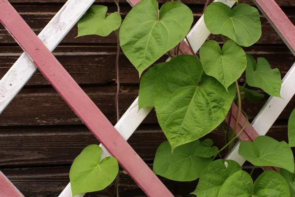 ahşap kafes yapraklarda