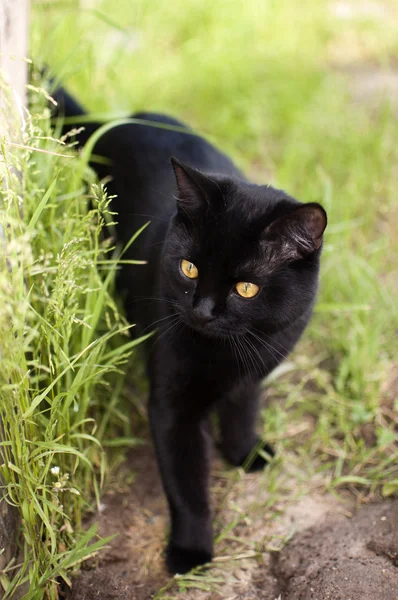 Black cat — Stock Photo, Image