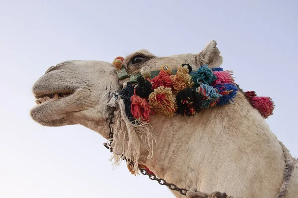 La cabeza de un camello — Foto de Stock