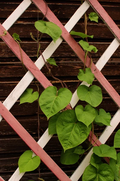 Leaves on a wooden lattice — Stock Photo, Image