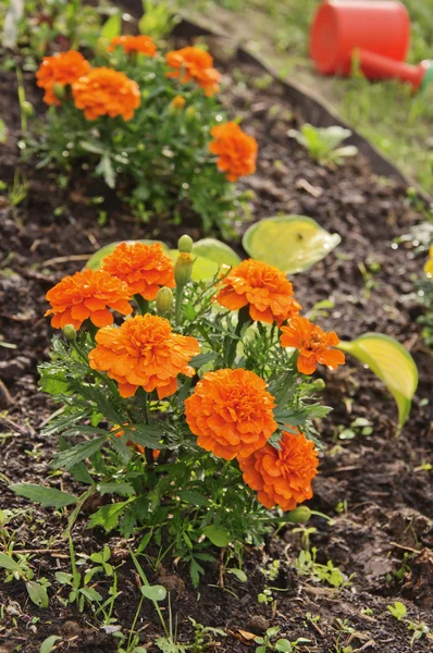 Marigolds στο κρεβάτι λουλουδιών — Φωτογραφία Αρχείου