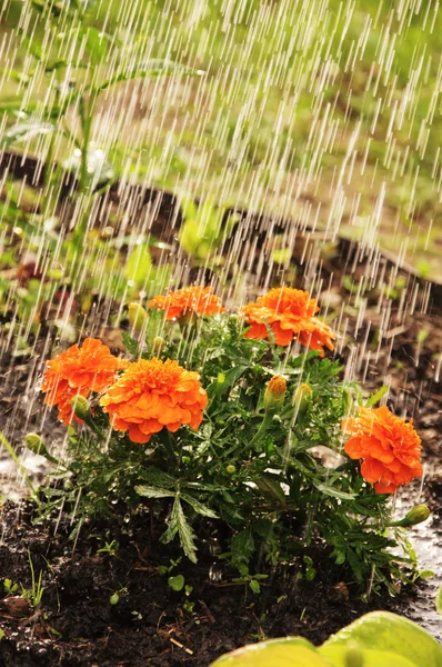 Calendule — Foto Stock