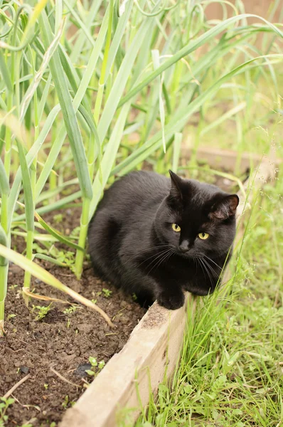 Gatto nero sulla cresta verde — Foto Stock