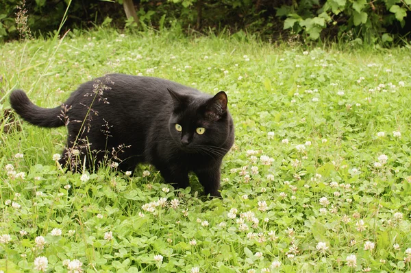 Black cat in a garden — Stock Photo, Image