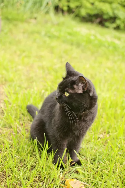 Black cat in a garden — Stock Photo, Image