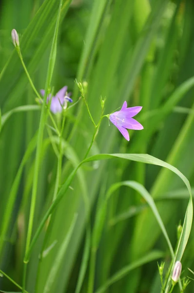 The flower forest bell — Stock Photo, Image