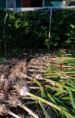 Dışarıda kurutulan ev yapımı sarımsak.