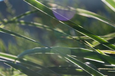 yeşil çimlerin üzerinde güneşli bir parıltı