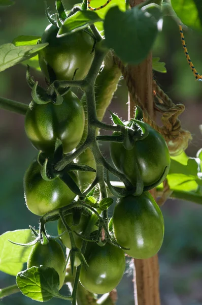 Rajčata Odrůdy Green Barao — Stock fotografie