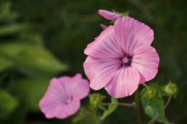 Bahçedeki pembe tuvalet çiçeklerinin yaprakları.