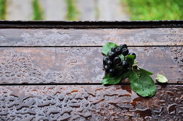 Chokeberry Sulla Scrivania Legno Nel Giorno Pioggia — Foto Stock