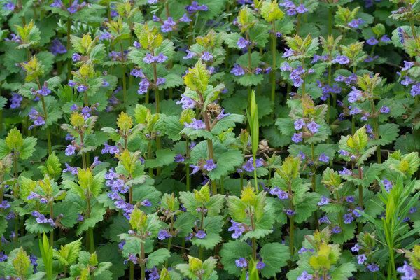 Синие полевые цветы на зеленом фоне. Фон для обоев. Шаблон.