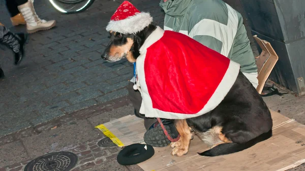 Cão em roupas Papai Noel — Fotografia de Stock