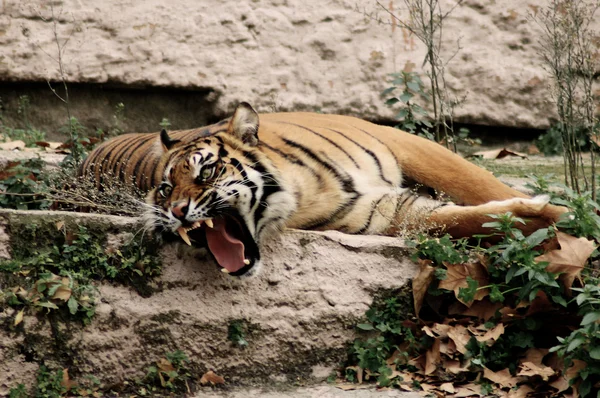Rozzlobený tygr — Stock fotografie