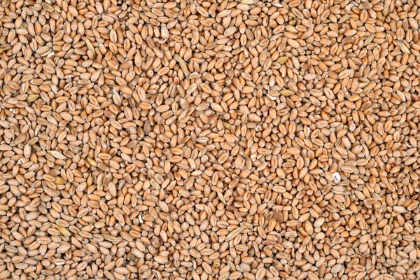 Фон пшеничных зерен — стоковое фото