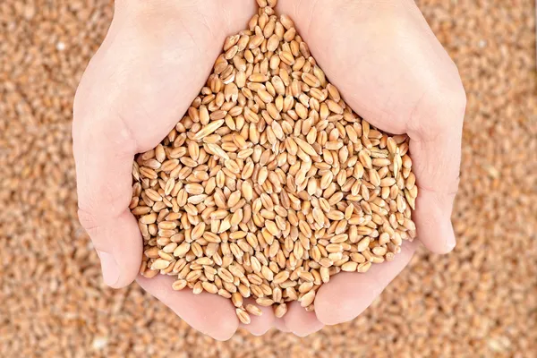 Пшеничные зерна в руках — стоковое фото