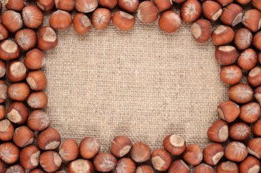 fındık ehlileştirmek arka planda