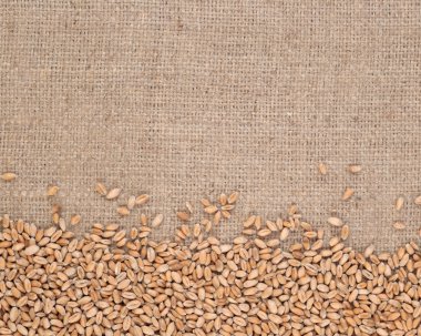 buğday taneleri içinde bir ehlileştirmek