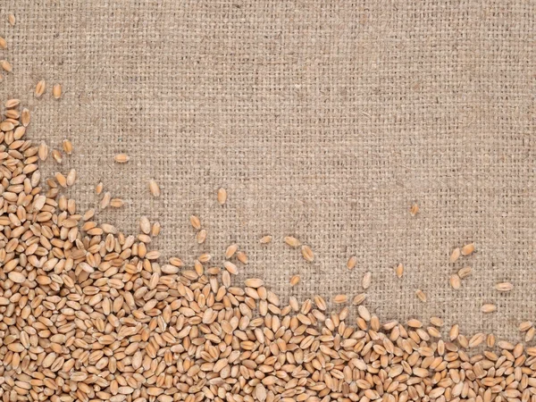 Wheat grains in a sacking — Stock Photo, Image