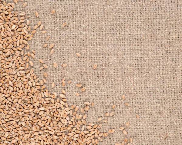 Пшеничное зерно в мешке — стоковое фото