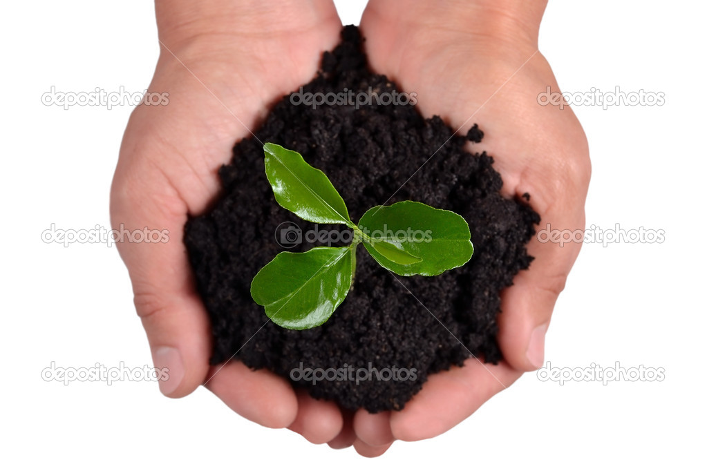 Small sprout in hands
