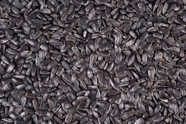Graines de tournesol noir fond — Photo