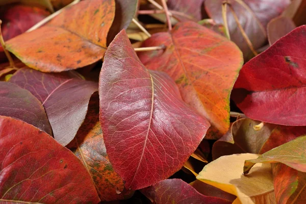 Gefallene Herbstblätter der Birne — Stockfoto