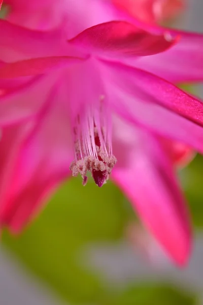 Schlumbergera chirstmas fleur cactus — Photo